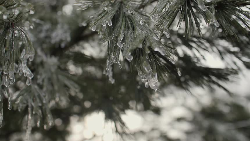 Ice covers pine needles on a tree