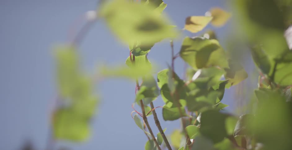 Leafy tree branches blowing in the wind