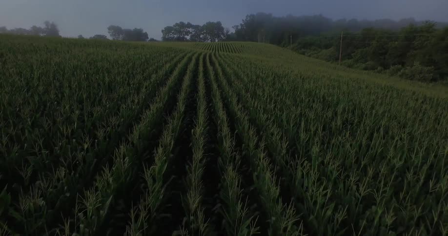 Rows of plants on a farming crop