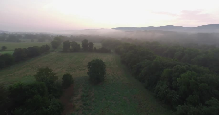 Grasslands and forest shrouded in fog on a sunny day