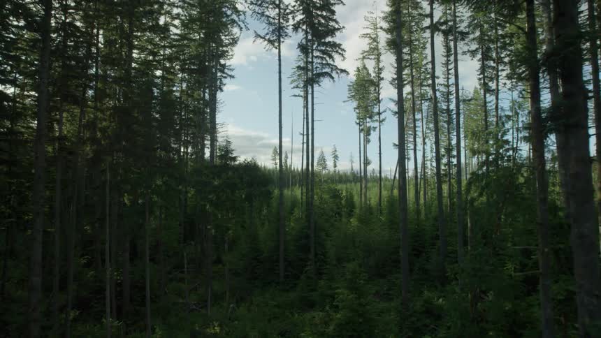 View of a dense forest on a cloudy day