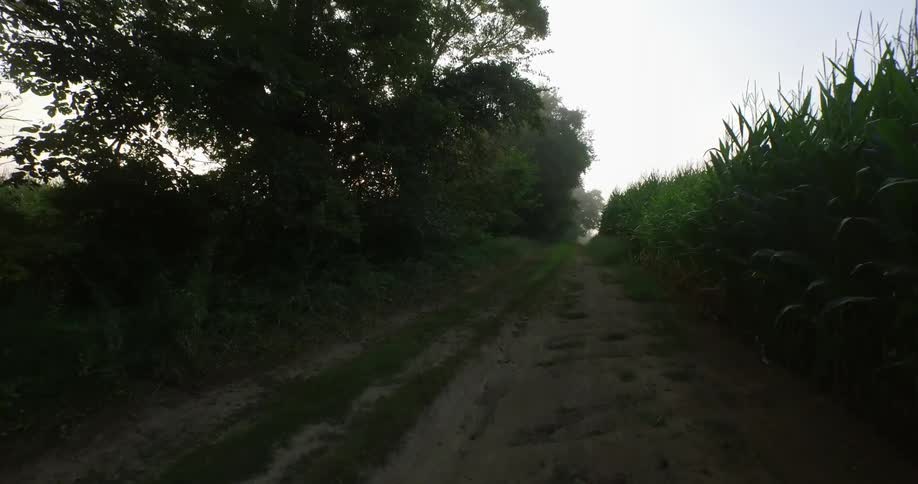 View of a trail with trees on one side and a field on the other