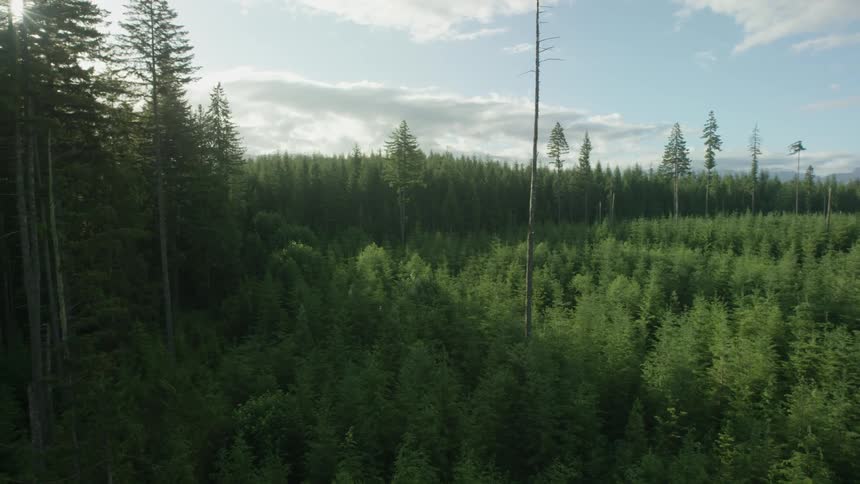 Aerial view of a forest