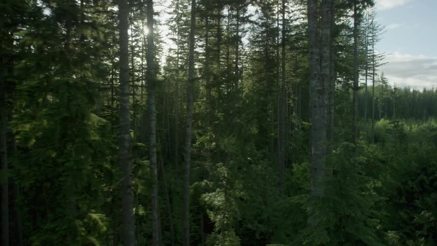View of the tops of the trees of a large forest