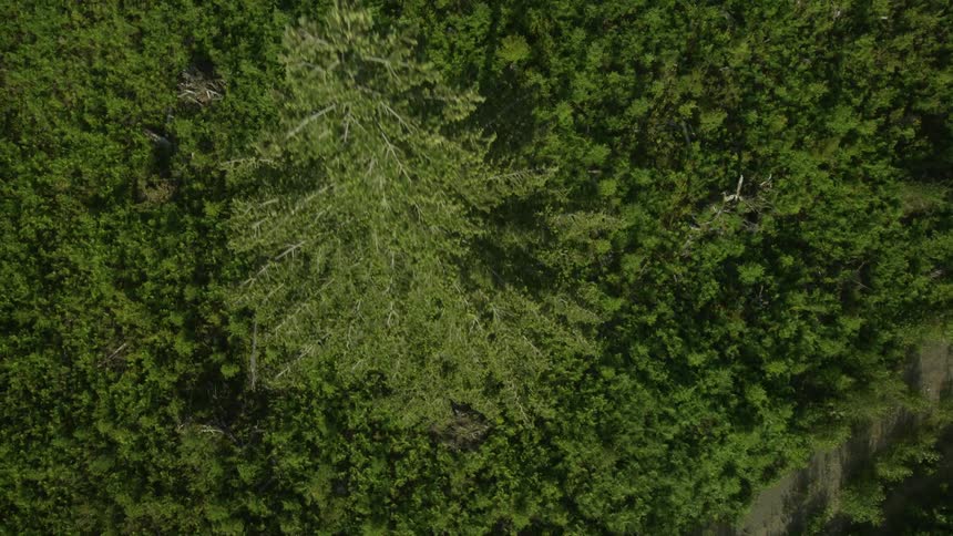 Forest Aerial