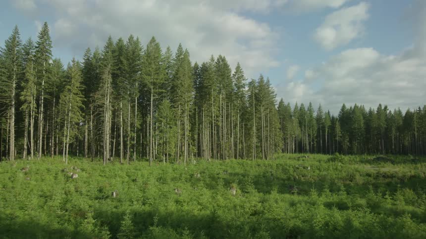 A lush green forest