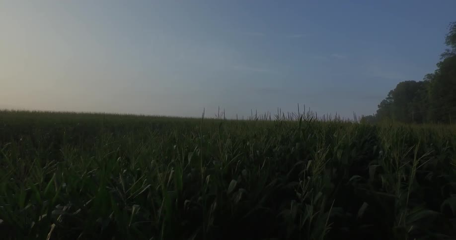 A field of corn