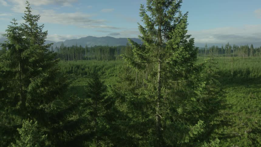 Overhead view of a field and forest
