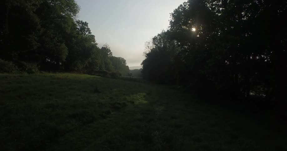 A shot of a meadow between to rows of woods