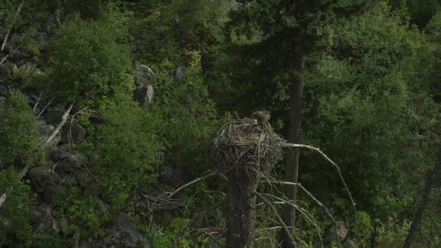 A overhead shot of a bird nest at the top of a dead tree