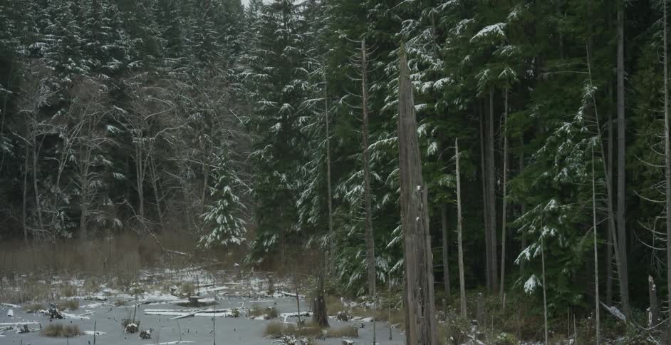 View of snowy woods on a cloudy day