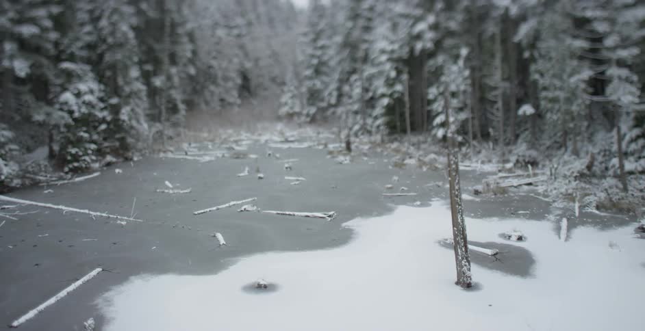 A forest on a snowy day