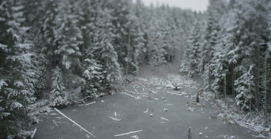 An opening in a heavily wooded forest dusted with snow
