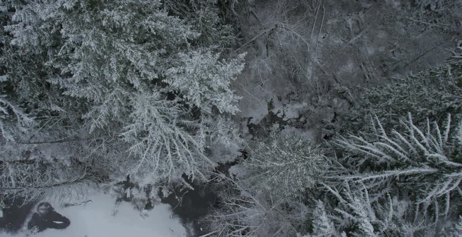 View of the tops of trees covered in snow