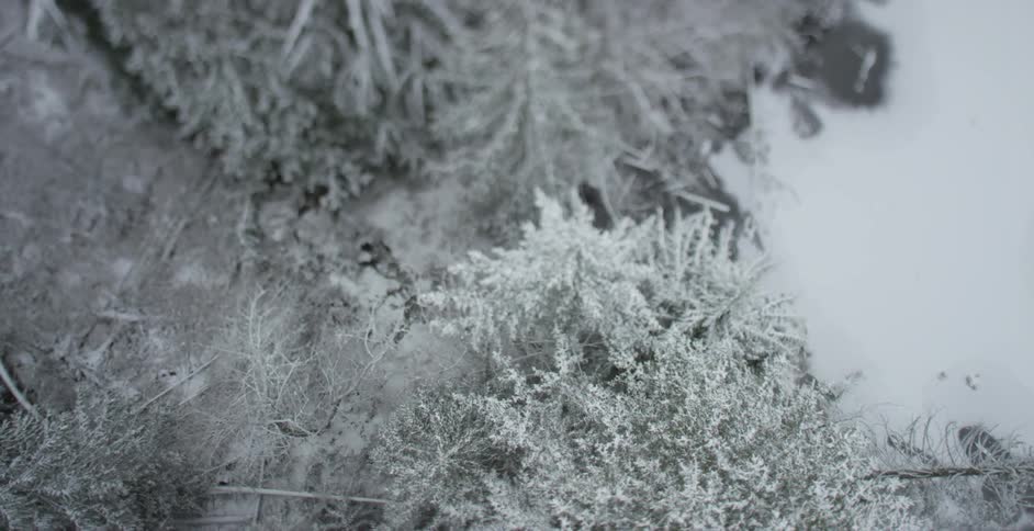 Trees in a forest covered in snow during the winter
