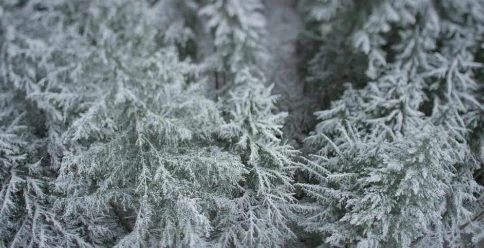 Trees covered with snow seen from above,