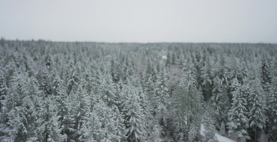 Aerial view of a snow covered forest