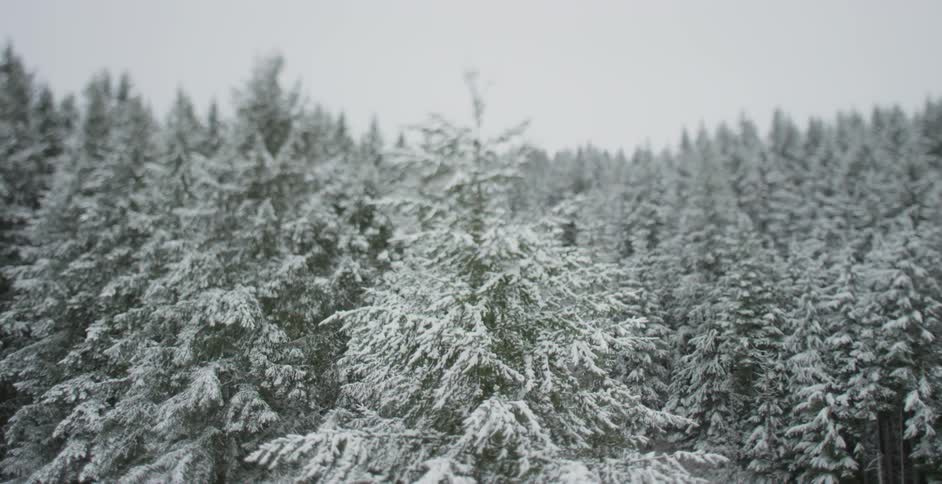 View of snow covered trees on a cloudy day