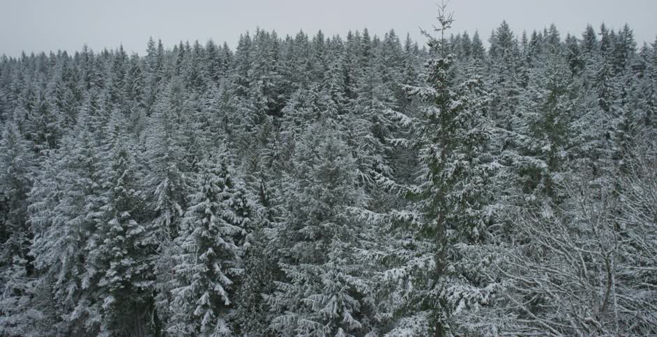 Top of a forest covered in snow