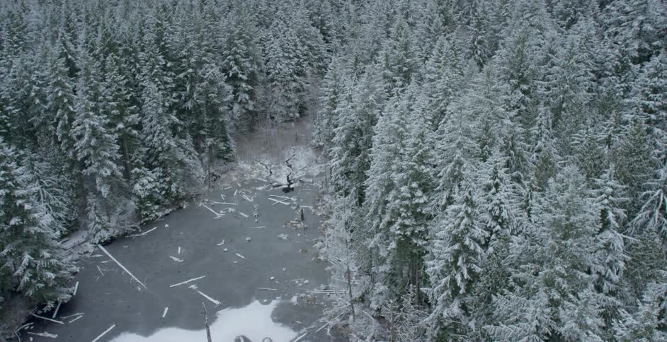 An opening in a heavily wooded forest dusted with snow