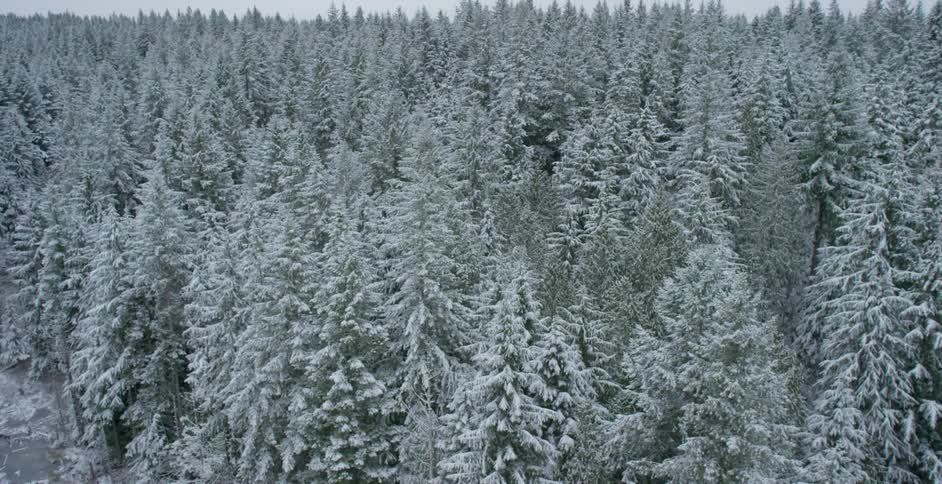 Aerial view of snow covered trees on a cloudy day