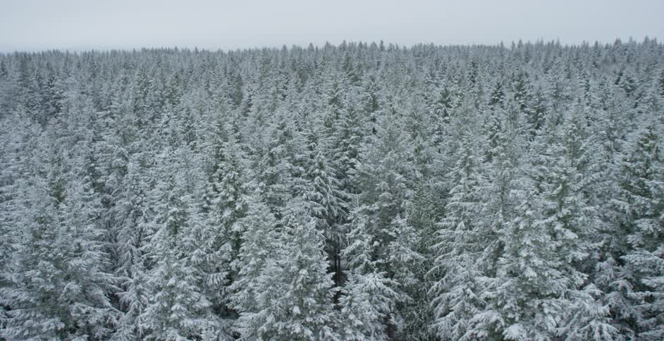 Aerial view of a snow covered forest