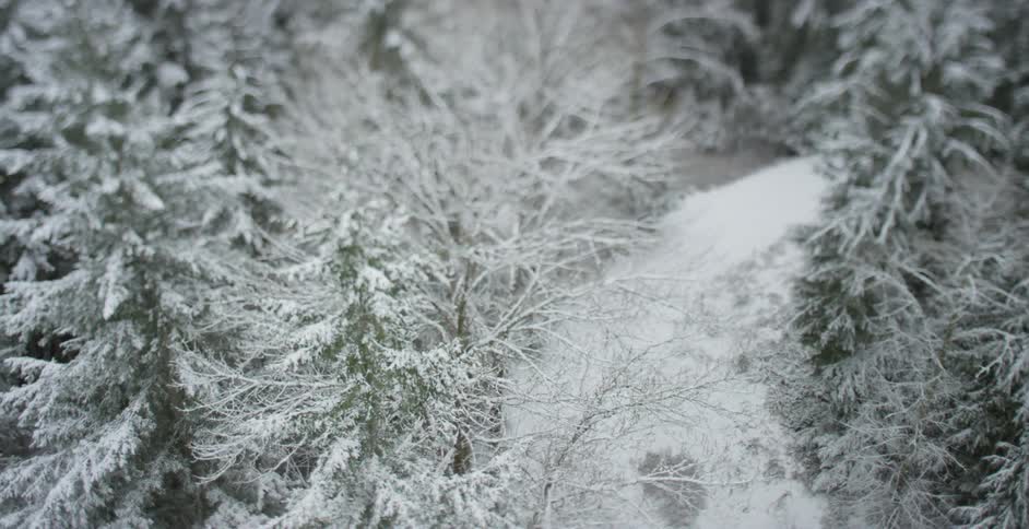 View of the tops of a forest covered in snow