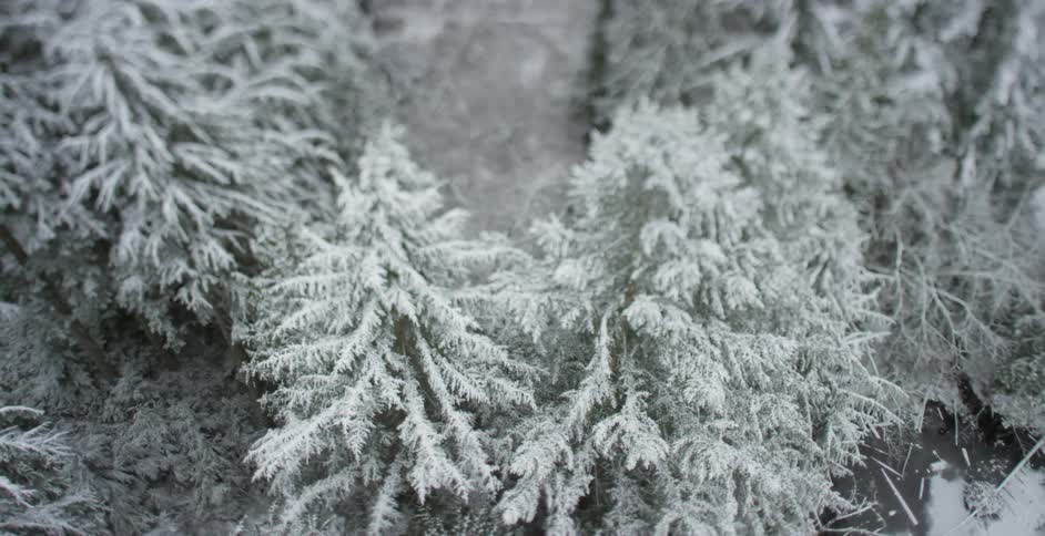 Forest of trees dusted with snow