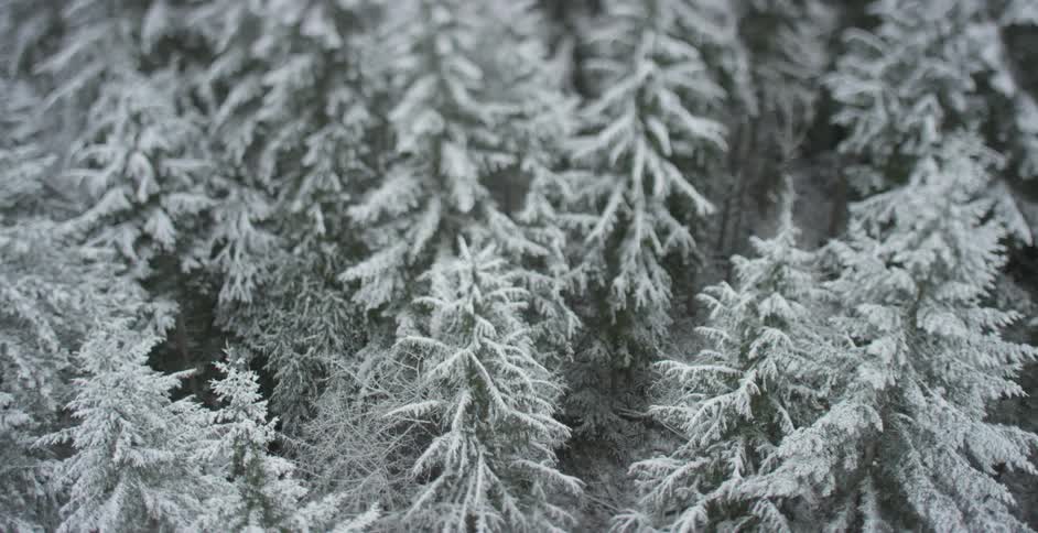 Overhead view of snow covered trees