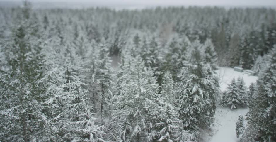 Aerial view of snowy trees on a cloudy day