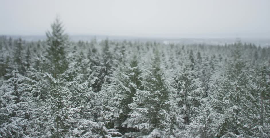 A shot of a forest covered in snow