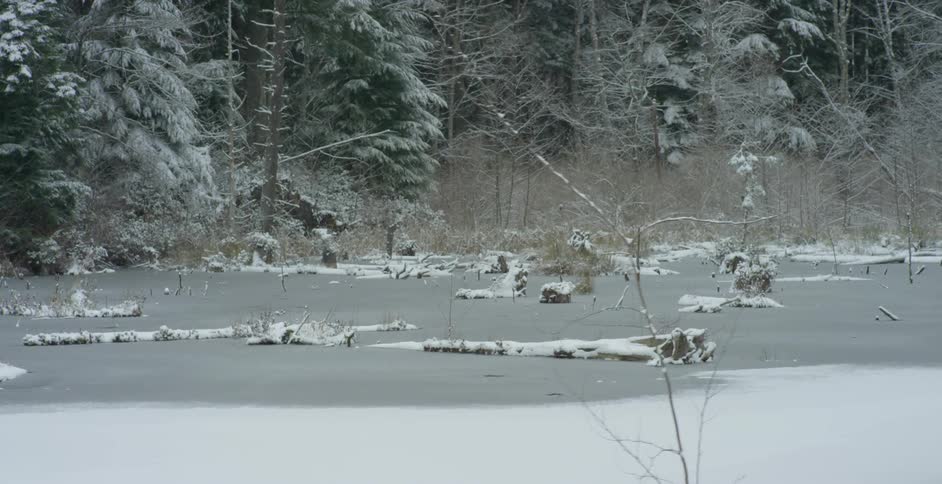 View of a ice covered lake with snow covered trees