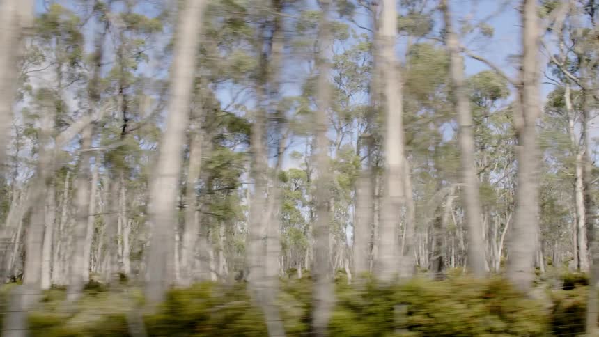 Driving beside some woods