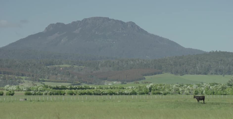 A cow stand still in a field during the day
