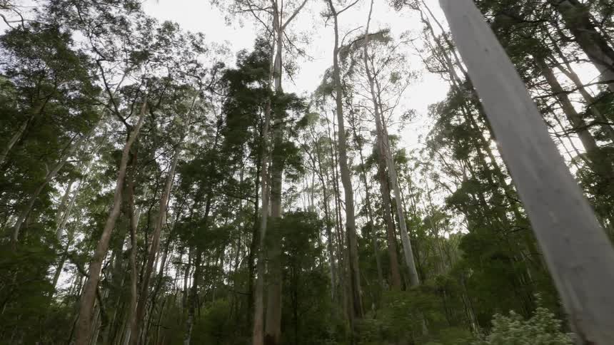 Trees stand tall in the forest