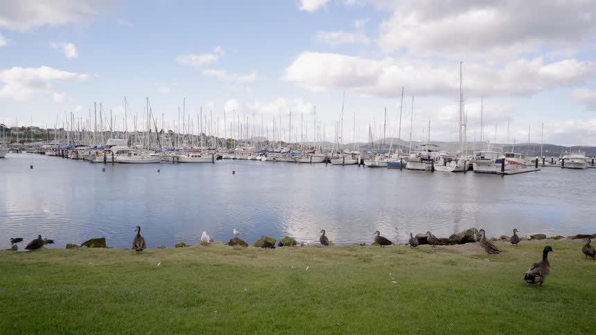 Boats float in a marina with ducks and seagulls nearby