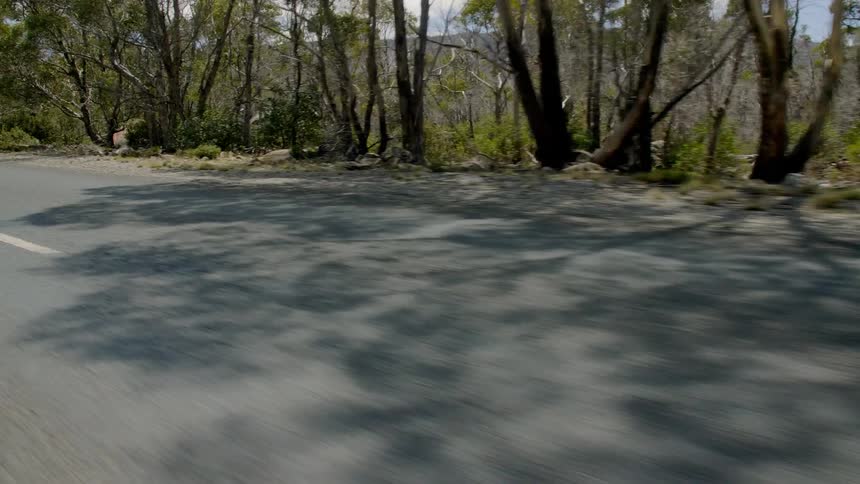 Trees form shadows on the road on a sunny day