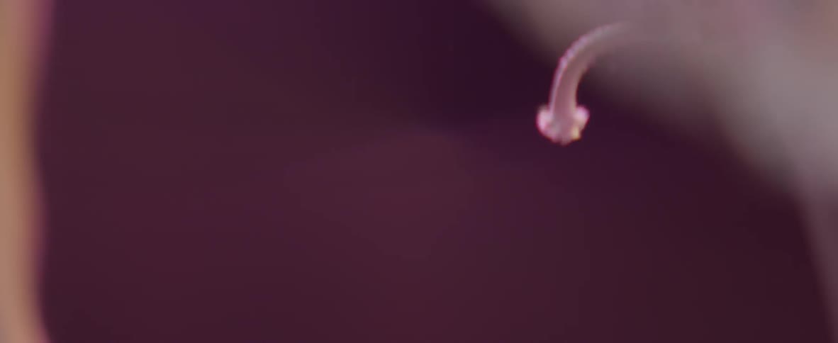 A person cuts a white cord