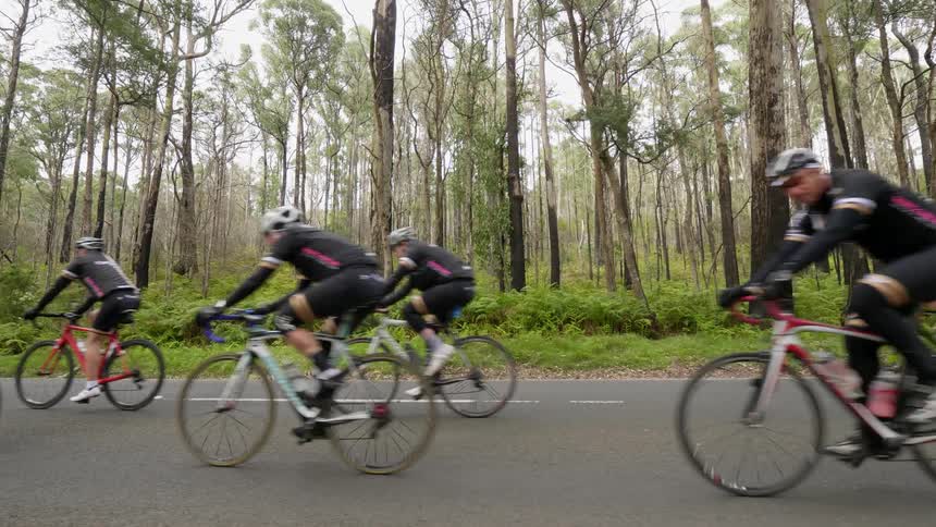 Group of cyclists travel next to a forest