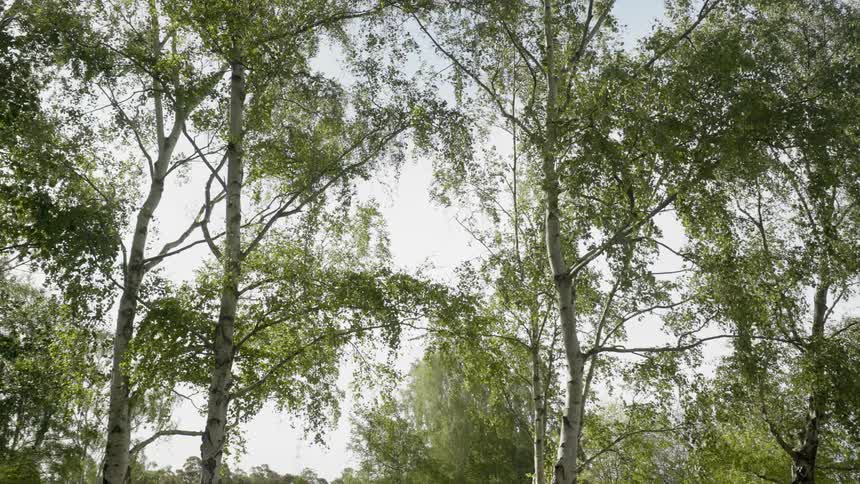 Trees blow in the breeze on a cloudy day