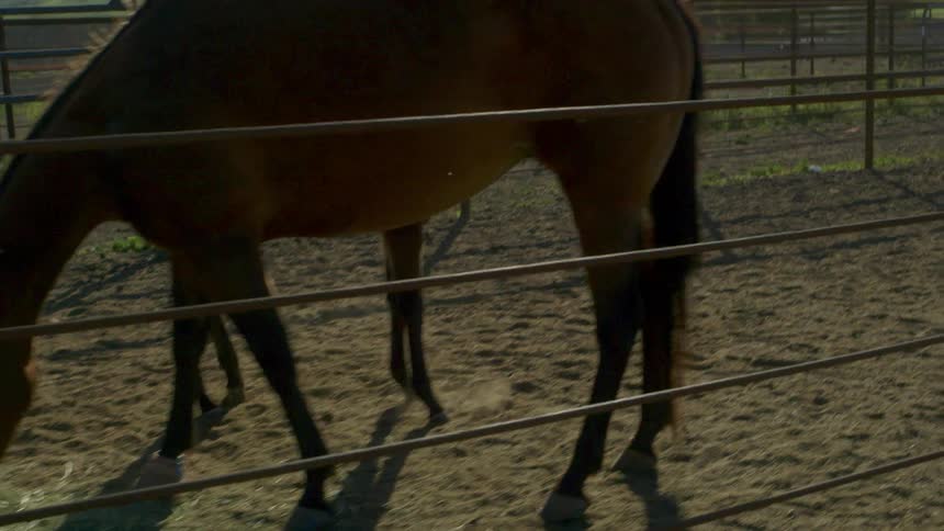 A horse and a baby horse eat hay