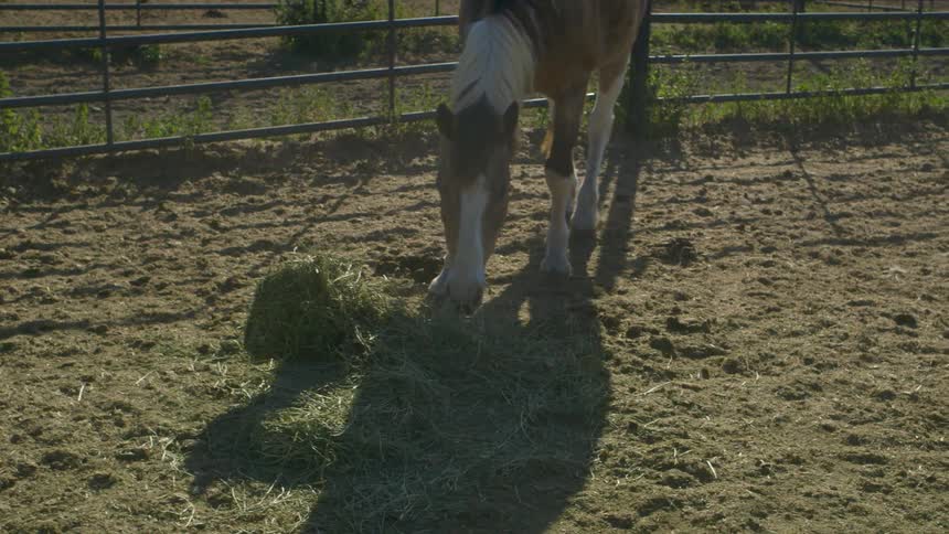 A horse walks up to and eats some hay on the ground in a pen