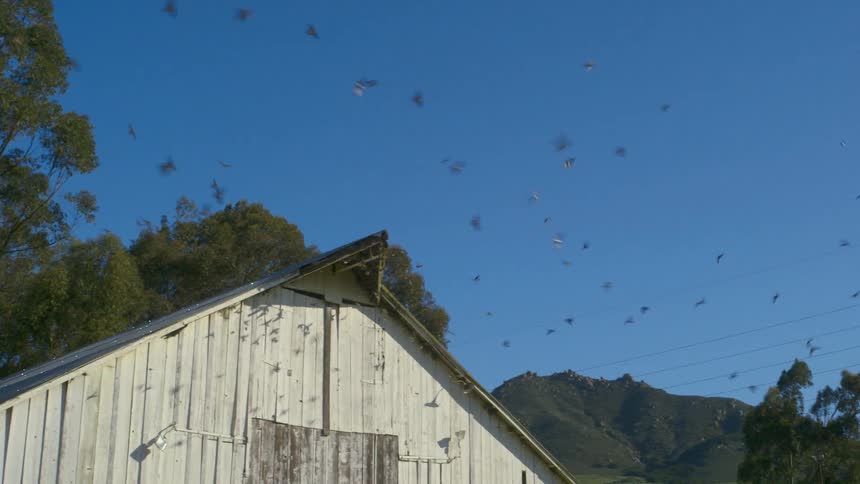 A flock of birds circle a barn