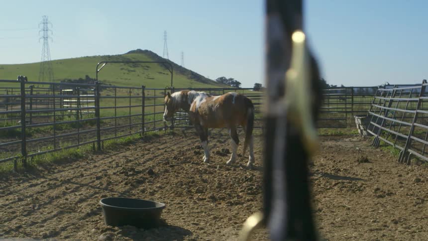 A horse stands in a paddock on a ranch