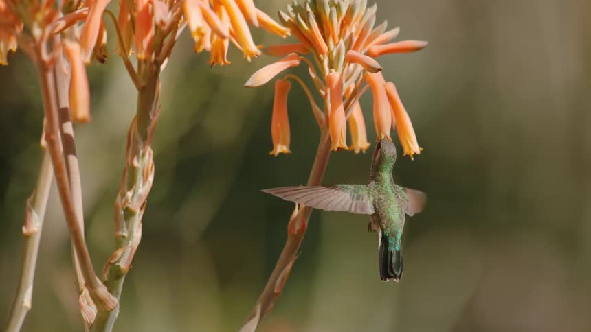Hummingbird feeding in slow motion