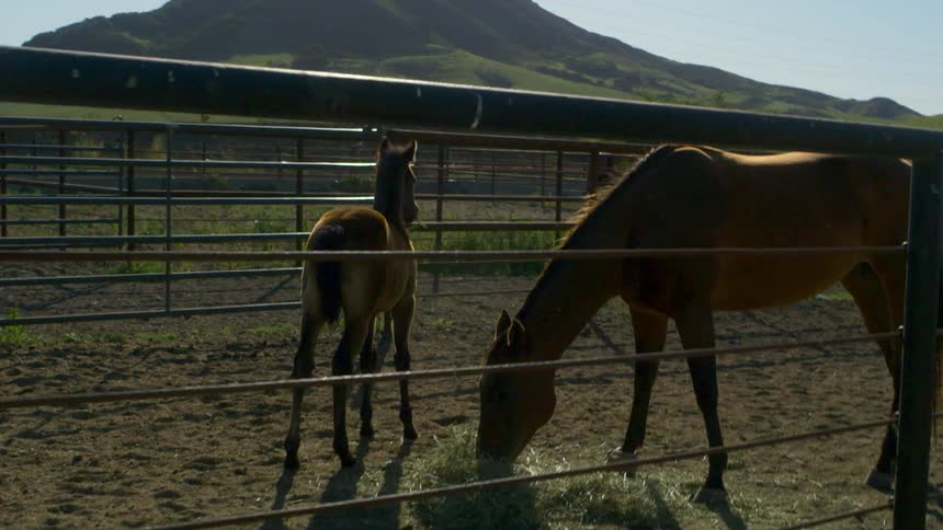 Two horses in a fenced in pasture on a sunny day with mountains in the background