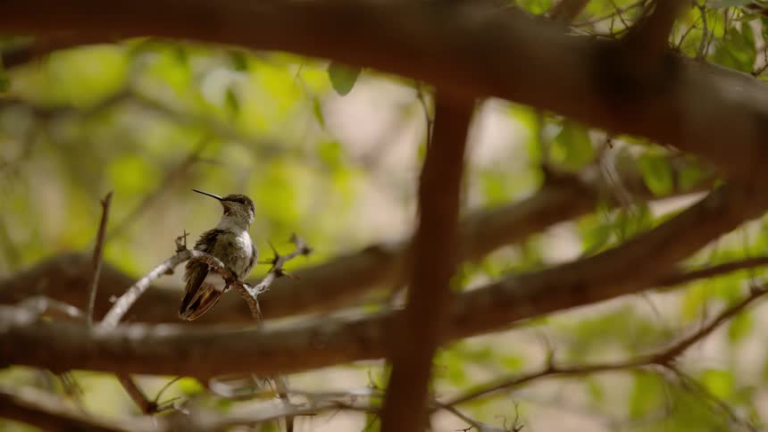 A bird sits perched on a branch