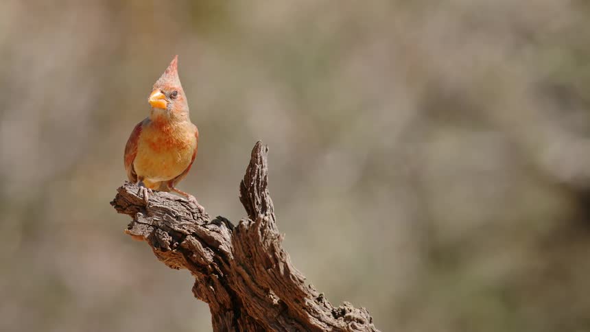 A bird is eating on a branch as another flies away