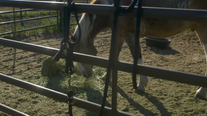 A horse is in the stable eating grass