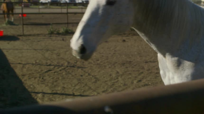 A white horse is chewing behind the fence